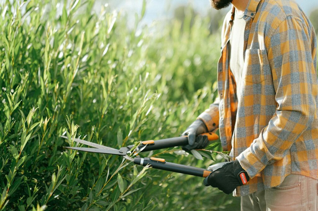 close up shot of a person using shears to trim leaves